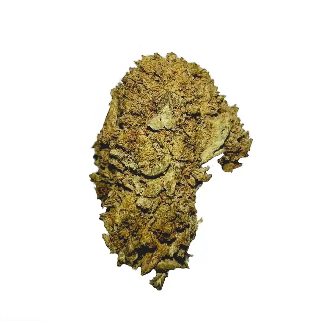 Cogollos pequeños La Cordobesa · White Widow